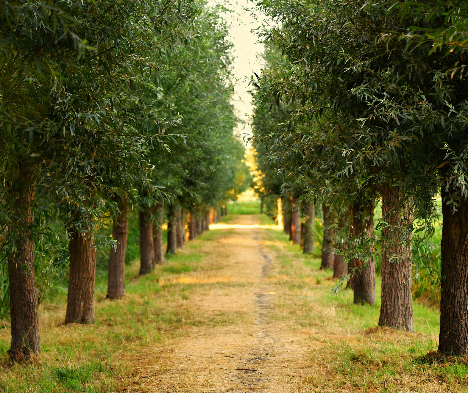 Tree Services