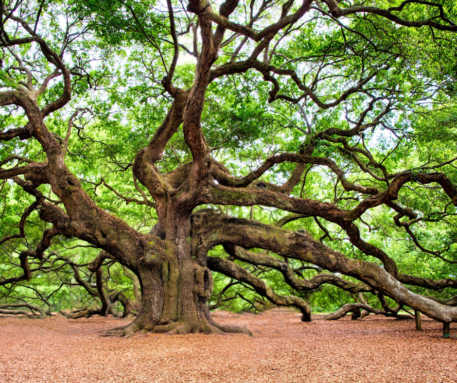 Tree Services