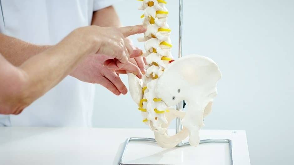 Chiropractor Industry Marketing Image- a spine model being explained